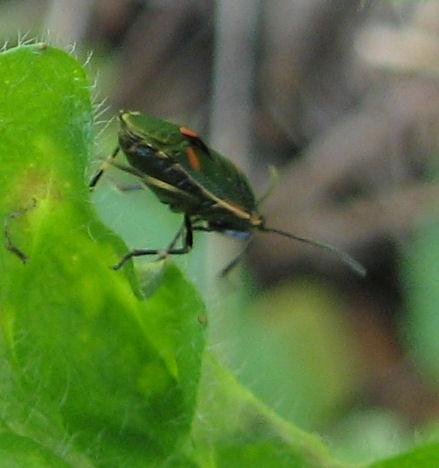 Heteroptera del 